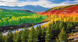 5 Key Benefits of Using GIS Services in Utah for Forestry Projects